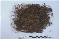 藏品(厚角鞭蘚)的圖片